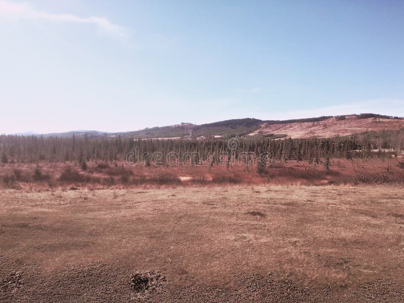 A grass field on the edge of a forest royalty free stock photos