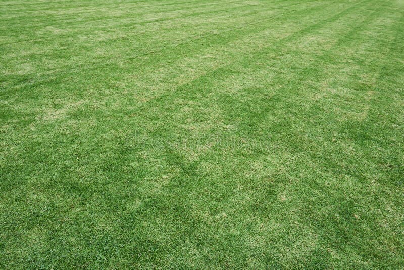 Grass Field In The Football Stadium. Use As Texture And ...