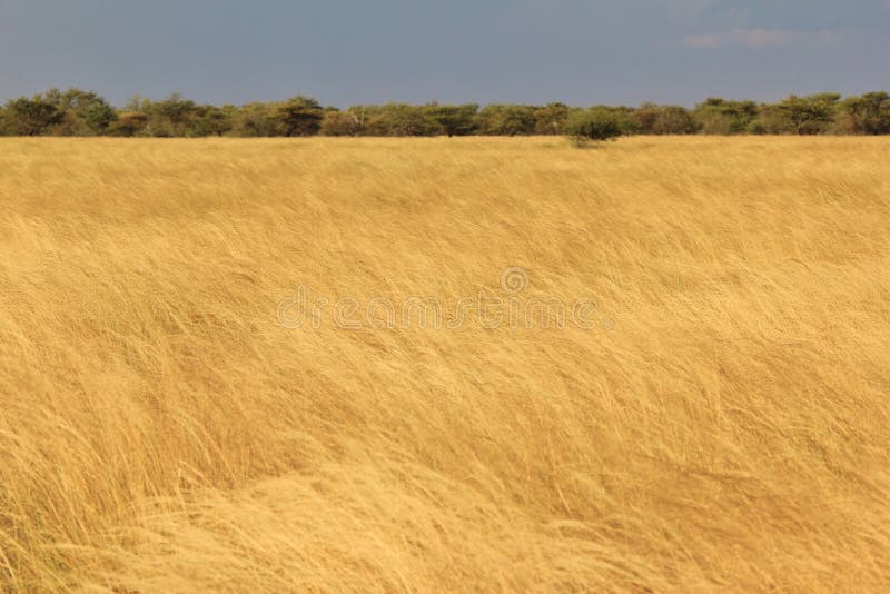 Grass Field - Nature Background - Golden Waves of Life