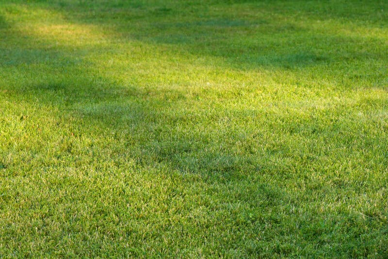 Grass field with sunlight spots