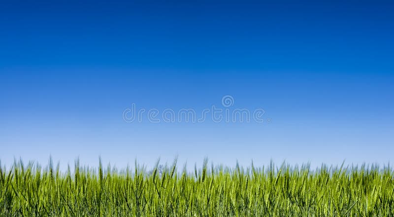 Springtime Texas grass field under a clear blue sky