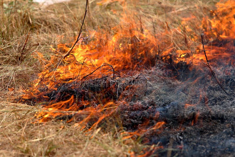 1,277 Flammable Grass Stock Photos Free & RoyaltyFree Stock Photos