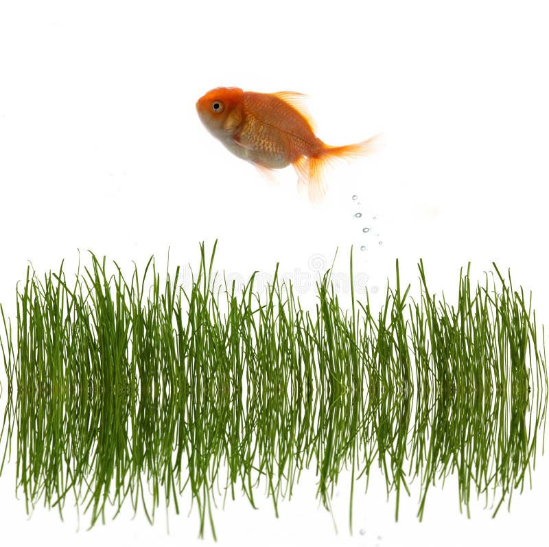 Grass And Fish Picture. Image 5286798