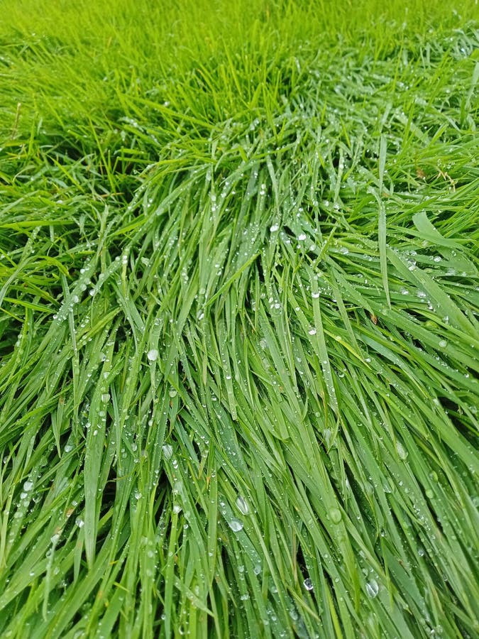 Grass flattened by wet weather in a meadow stock photography