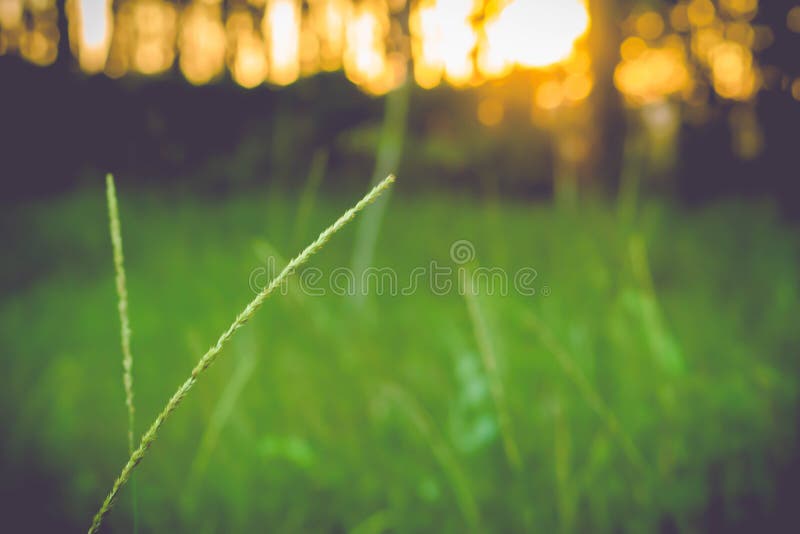Grass flower blooming spring nature background royalty free stock photos Grass flower blooming spring nature background royalty free stock photos