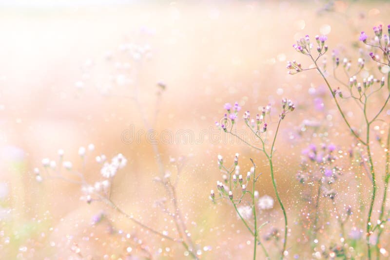 Grass flower field in spring background with sunlight soft pink tone