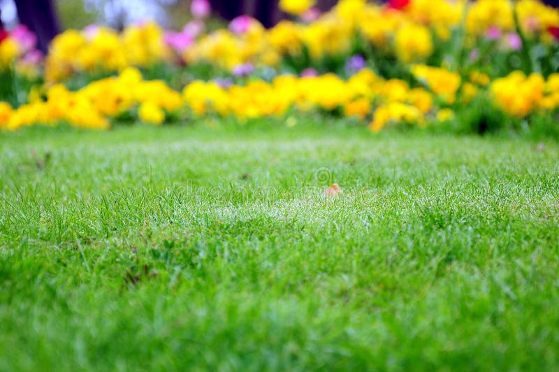 Grass and flowers stock photo. Image of background, growth 14732842