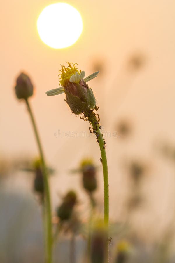 Grass flowers selective focus with shallow depth of field. Beautiful dried field flowers stock images, royalty-free photos and pictures