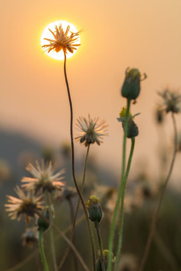 Grass flowers selective focus with shallow depth of field. Beautiful dried field flowers stock images, royalty-free photos and pictures