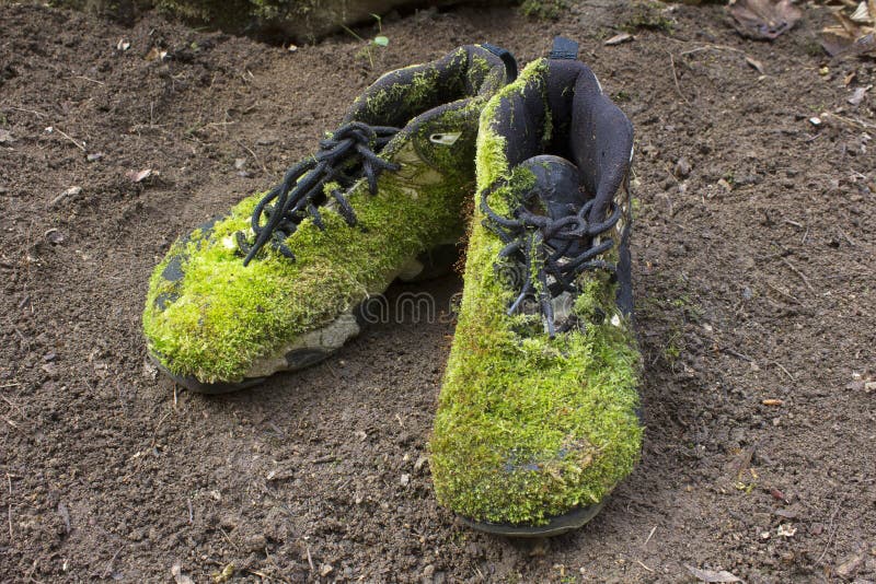 Decaying shoe in grass stock photo. Image of misshapen - 44066516