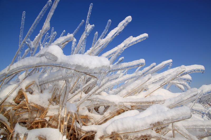 Grass after Freezing Rain Storm Stock Photo Image of beautiful
