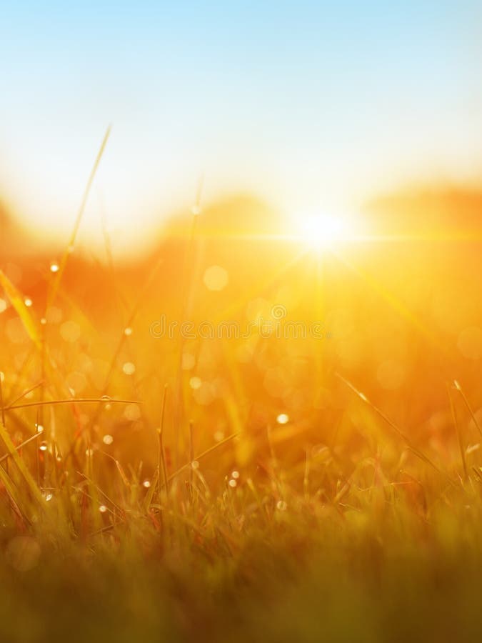 Grass. Fresh Green Spring Grass With Dew Drops Closeup. Sun. Soft Focus. Abstract Nature Background. Rice Plant At Sunset