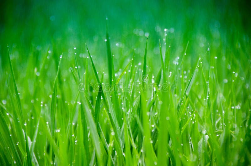 Grass. Fresh green spring grass with dew drops closeup. Soft Focus. Abstract Nature Background
