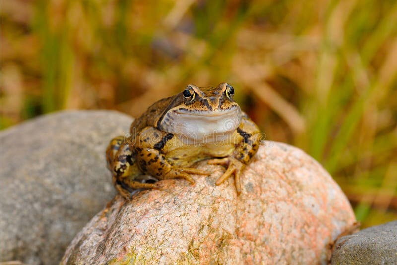 Grass frog