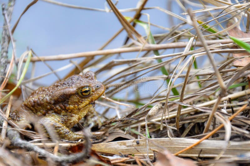 green river frog sitting on a dry grass royalty free stock photos green river frog sitting on a dry grass royalty free stock photos