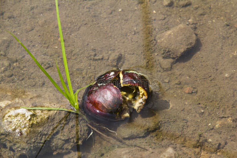 Grass and fruit stock image. Image of green, lake, landscape 46924331