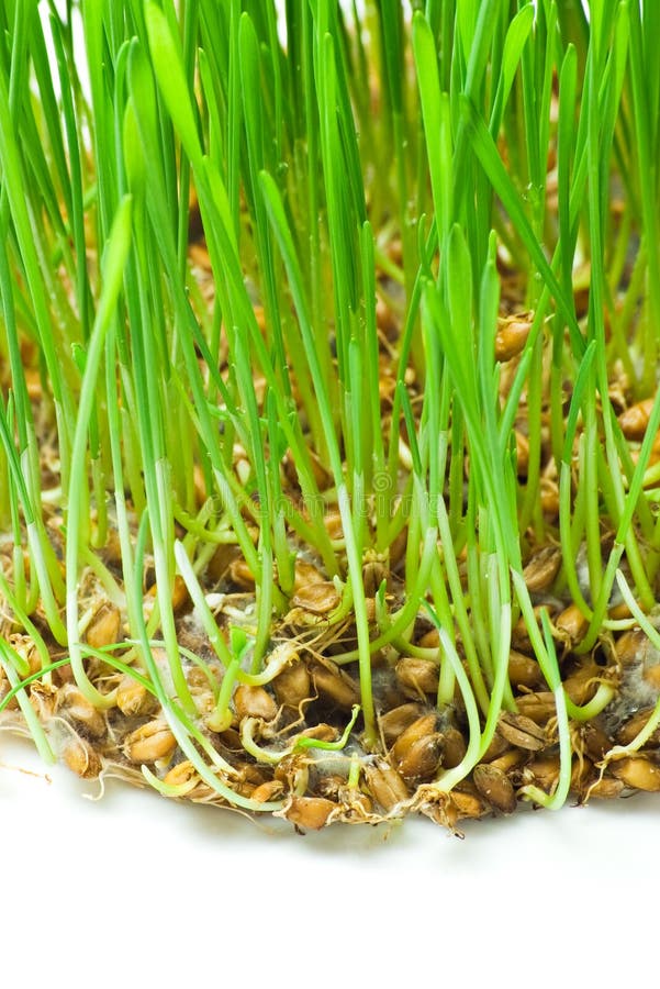 Grass roots stock photo. Image of plant, root, lawn, yard 6461546