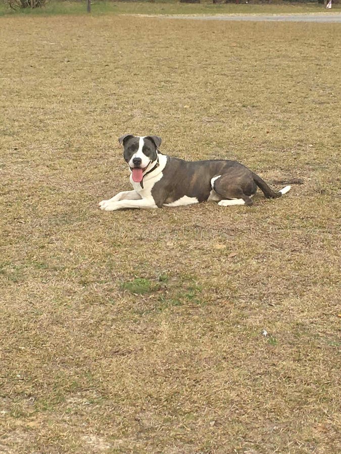 Grass is green, dog is Blu stock photo. Image of green 166964588