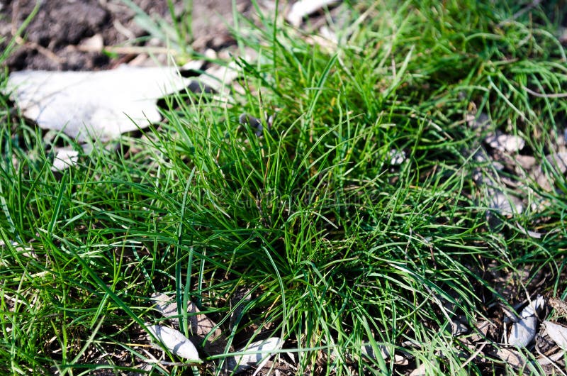 Grass. Green grass. Bush grass. Green City. Freshness of spring grass. Emerald green. Young, fresh grass. The first blade of grass royalty free stock image Grass. Green grass. Bush grass. Green City. Freshness of spring grass. Emerald green. Young, fresh grass. The first blade of grass royalty free stock image