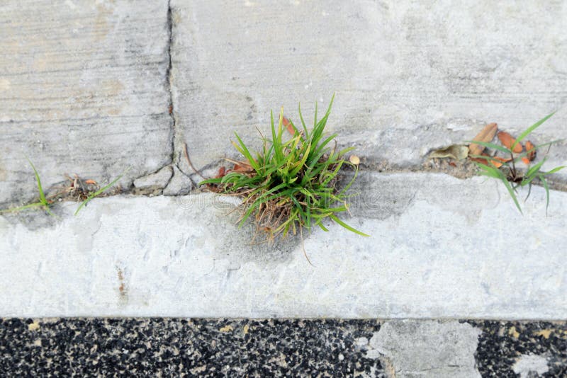 Grass grow up on joint cracked of cement pavement stock image Grass grow up on joint cracked of cement pavement stock image