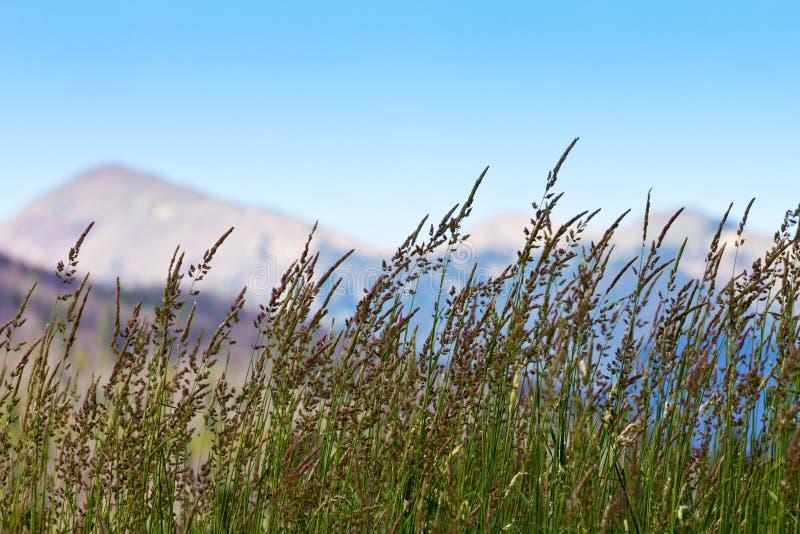 Grass Growing in Colorado Mountains Stock Photo Image of green