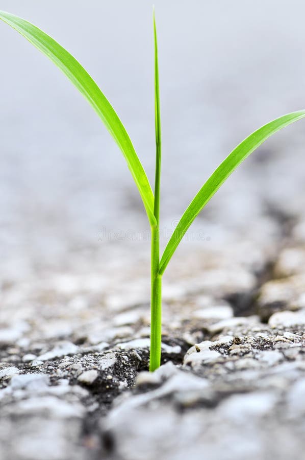 Grass growing from crack in asphalt stock image Grass growing from crack in asphalt stock image