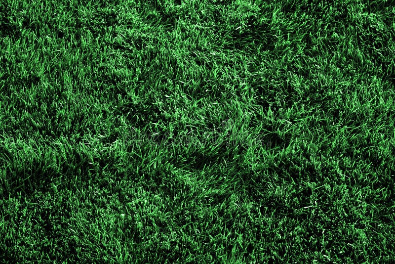 Grass Growing Lush Green Lawn stock photography