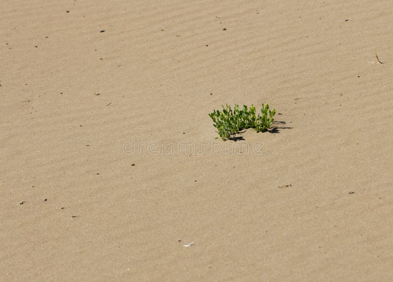 Grass growing in the sand stock image. Image of equatorial 106830993