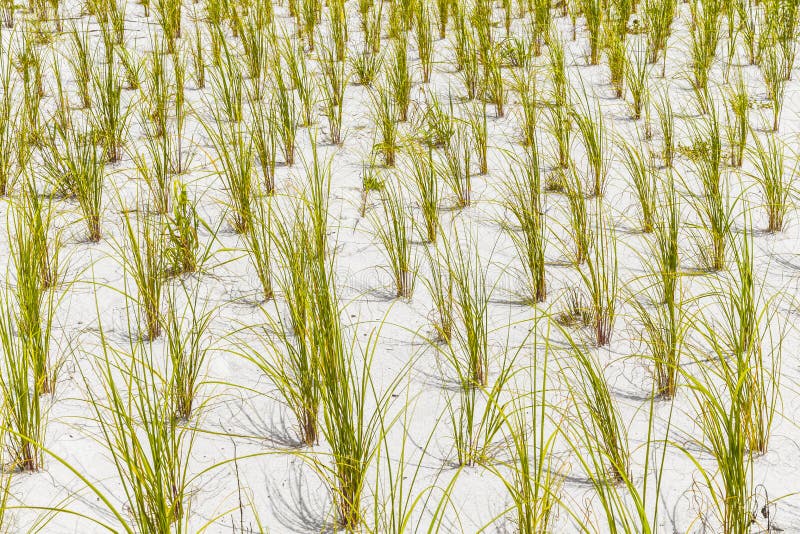 Grass Grows at the Beach in Sand Stock Photo Image of grass, america