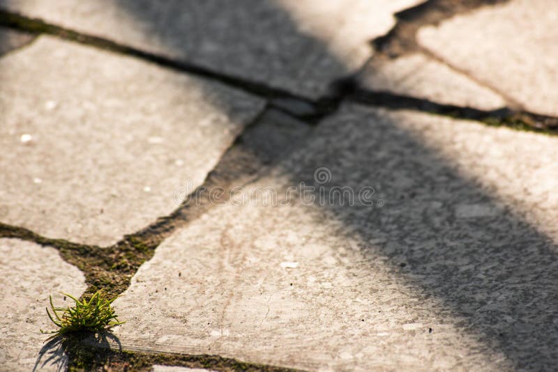 Grass Grows through the Pavement Stock Image Image of path, brick