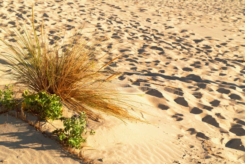 Grass Grows At The Beach In Sand Stock Photo Image of coastal, plant