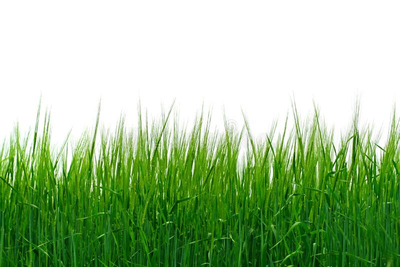 Grass isolated