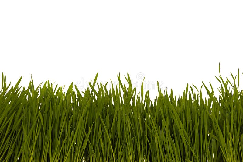 Grass isolated stock images