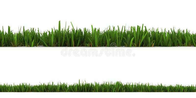 Grass isolated on the white