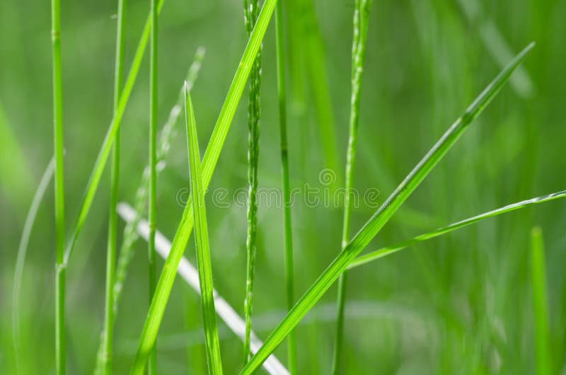 Grass macro stock photo. Image of lush, environment, macro 71636010