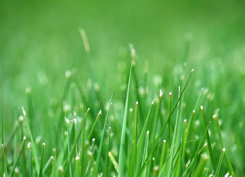 Grass in meadow