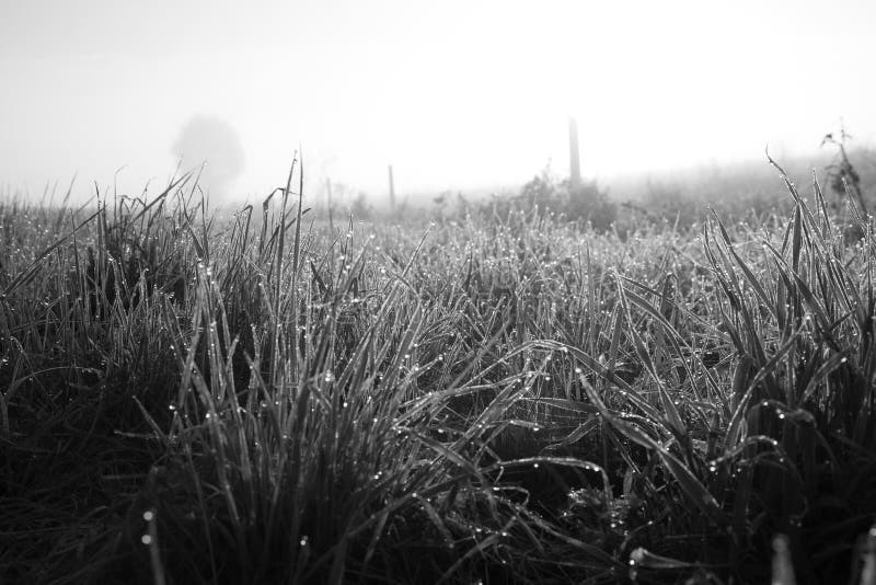 Wet Grass in Black and White Stock Image Image of forest, farm 268777137