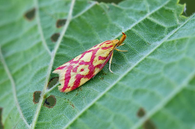 Grass-miner moth on leaf