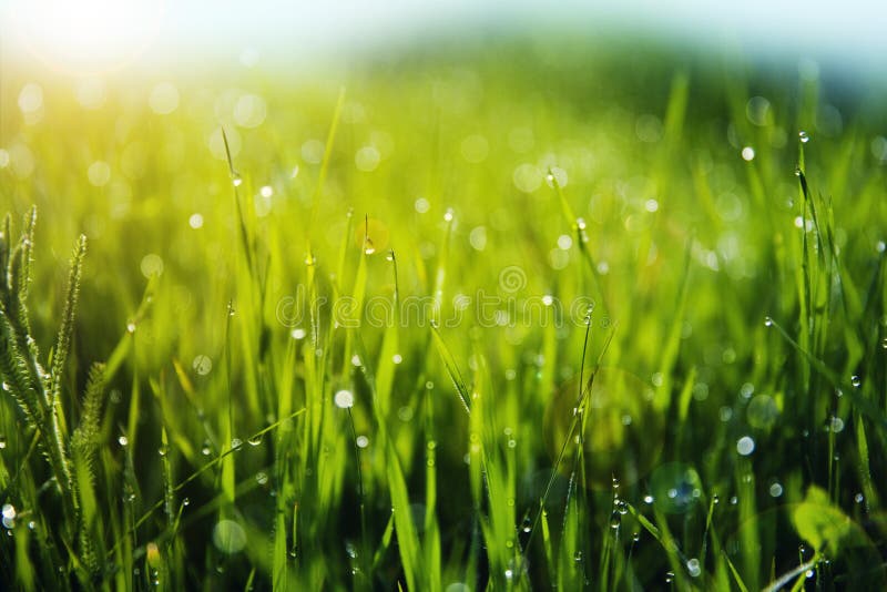Grass with Morning Dew Drops