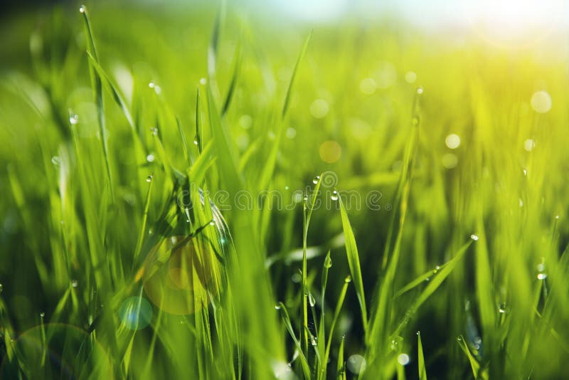 Grass with Morning Dew Drops