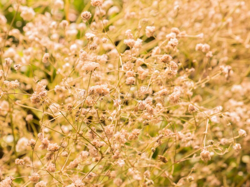Grass nature in the moring light selective focus stock photography