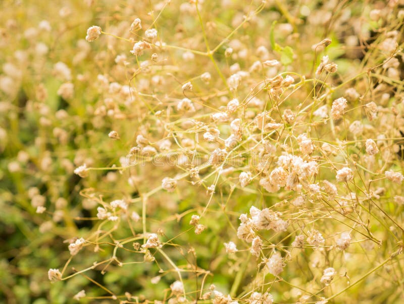 Grass nature in the moring light selective focus stock photo