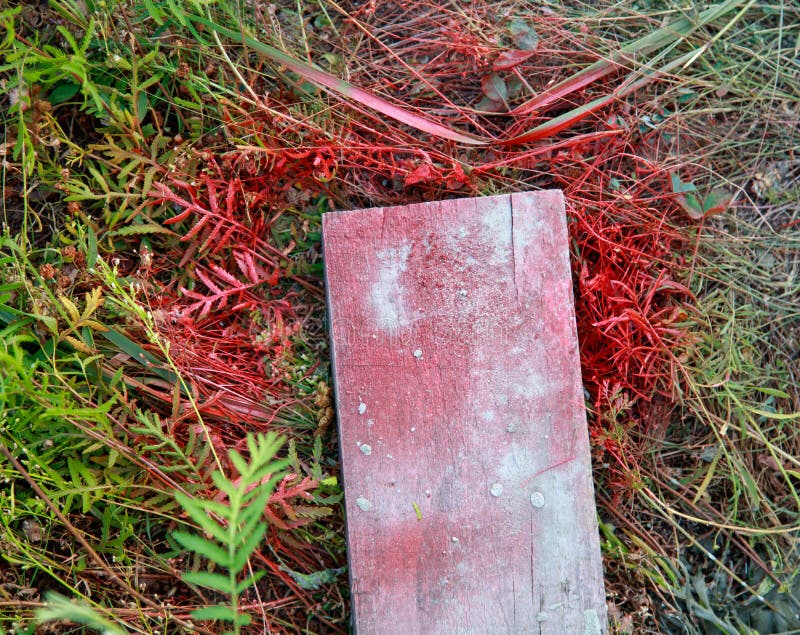 Grass Painted with Red Paint Stock Image Image of green, summer