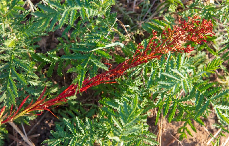 Grass Painted with Red Paint Stock Photo Image of paint, beauty