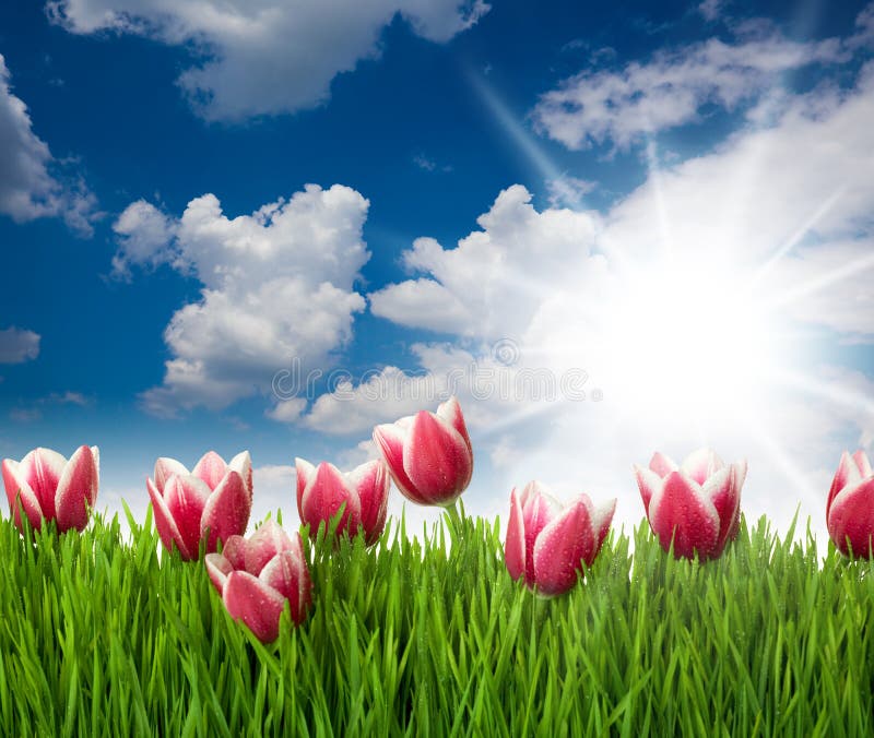 Grass and Pink Tulip s Flowers with water drops against blue sk