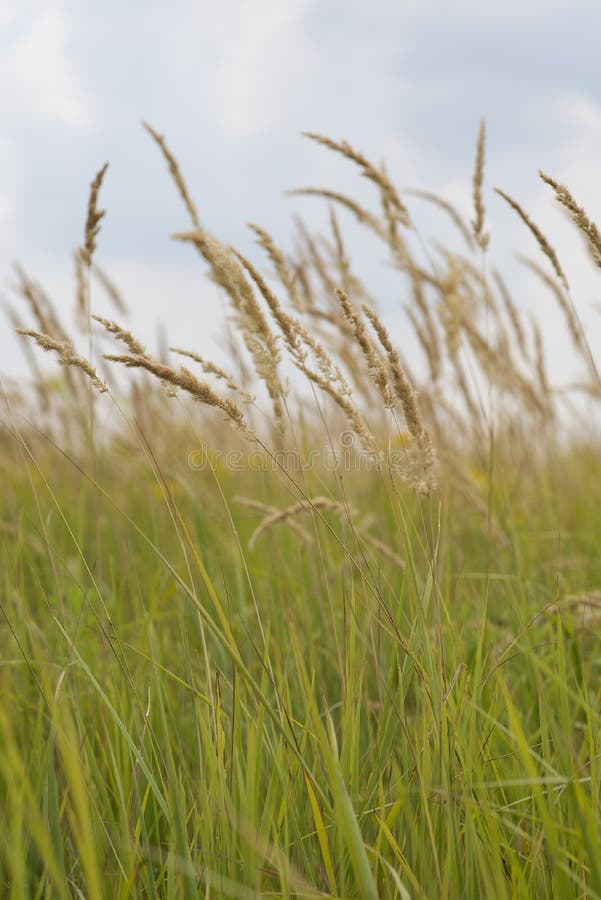 Grass prairie