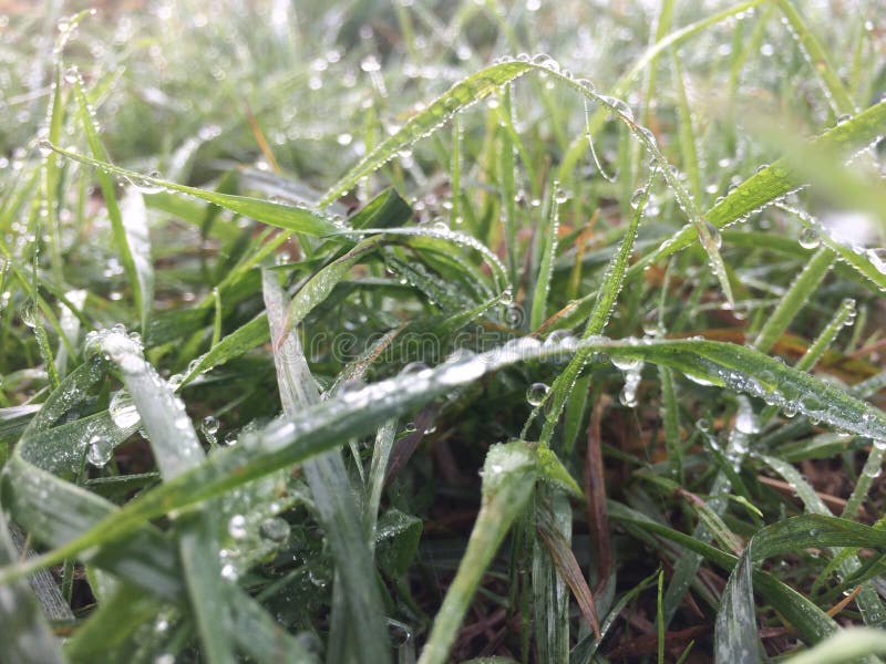 Grass after rain stock photo. Image of moisture, drops 79664700