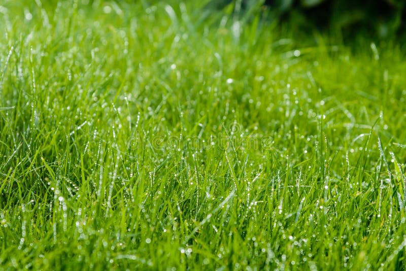 Grass after rain stock photo. Image of huge, line, fresh 82884816