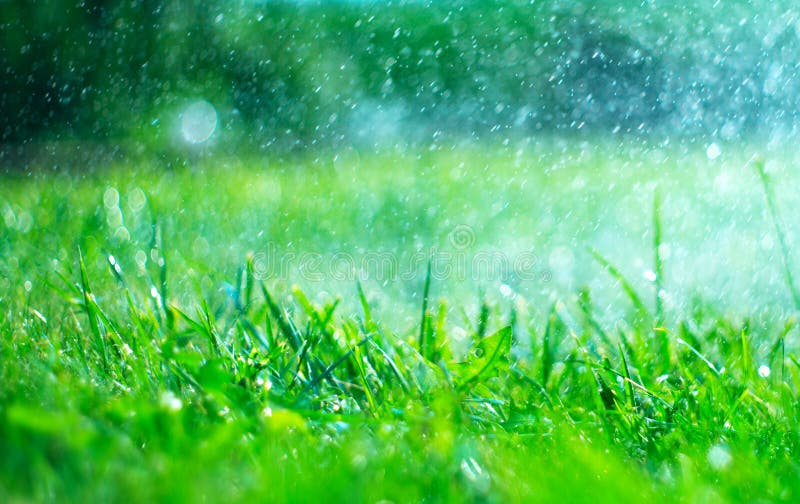 Grass with rain drops. Watering lawn. Rain. Blurred green grass background with water drops closeup. Nature. Environment