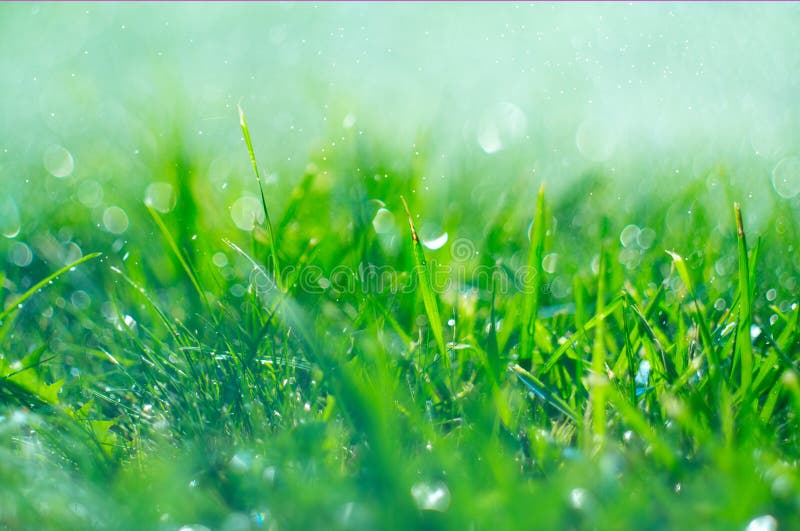 Grass with rain drops. Watering lawn. Rain. Blurred green grass background with water drops closeup. Nature. Environment